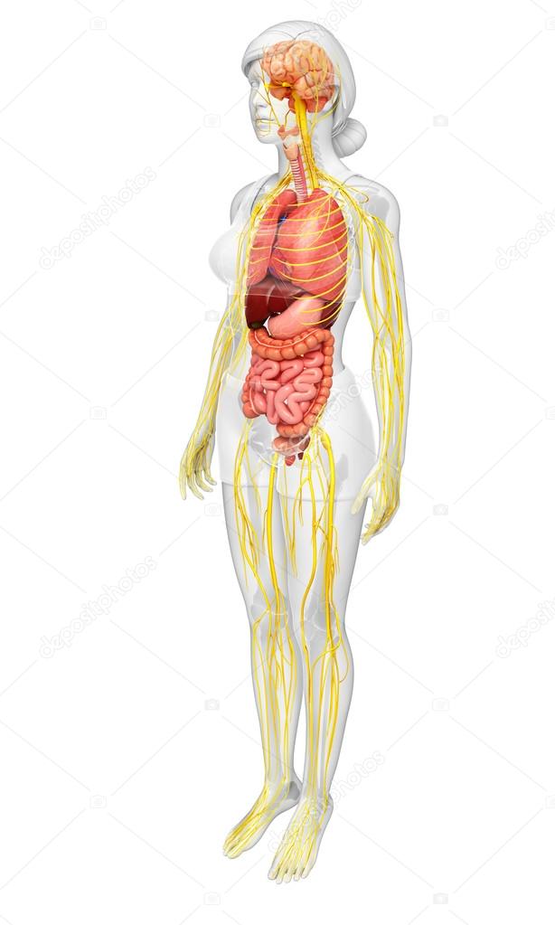 Female skeleton with nervous and digestive system artwork