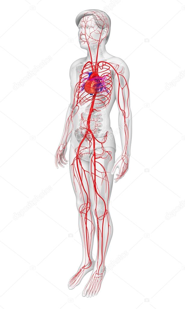 Male arterial system