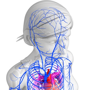 insan kalp anatomisi