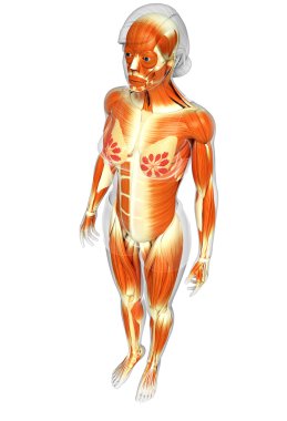 kadın kas anatomisi