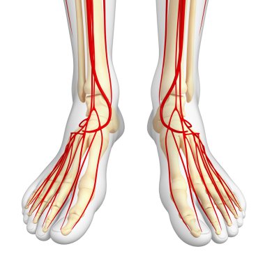 İnsan Arteryel sistemi