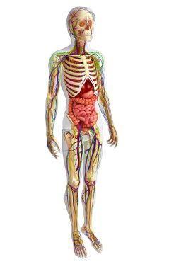 Lenfatik, iskelet, sinir ve erkek anat dolaşım sistemi
