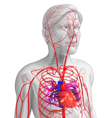 Erkek Arteryel sistemi