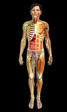 İnsan sindirim sistemi