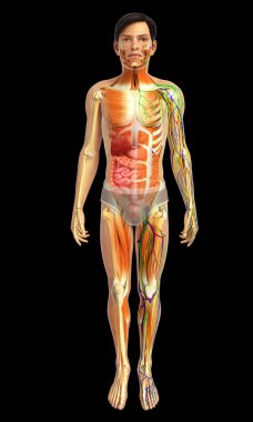 İnsan sindirim sistemi