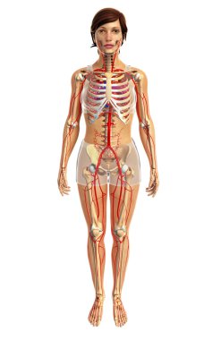 insan kalp anatomisi