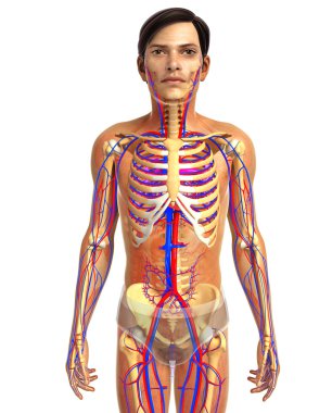 insan kalp anatomisi