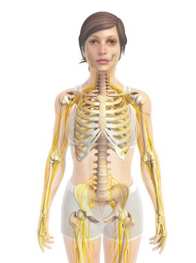 İnsan sinir sistemi sanat