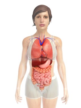 sindirim sistemi sanat