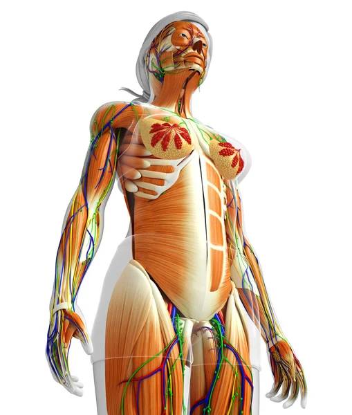 kadın kas anatomisi