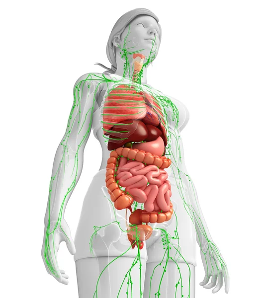 Lenfatik ve sindirim sistemi kadın bedeni sanat