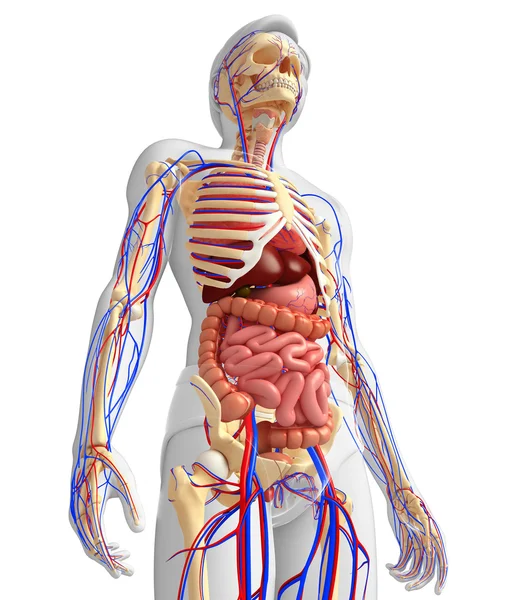 Sistema esquelético, digestivo y circulatorio masculino — Foto de Stock