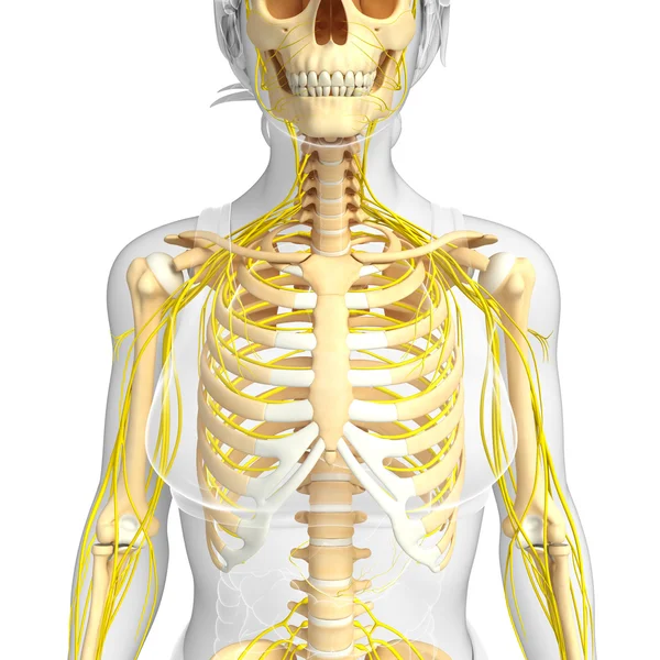 Weiblicher Brustkorb und Kunstwerk für das Nervensystem — Stockfoto