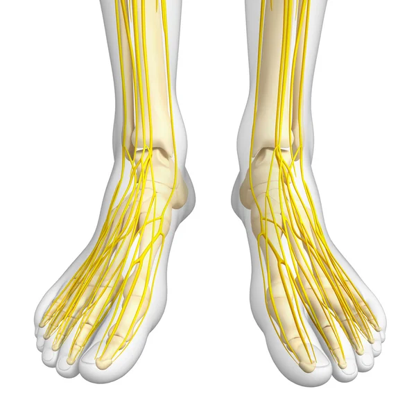 Sistema nervioso del esqueleto del pie ilustraciones —  Fotos de Stock
