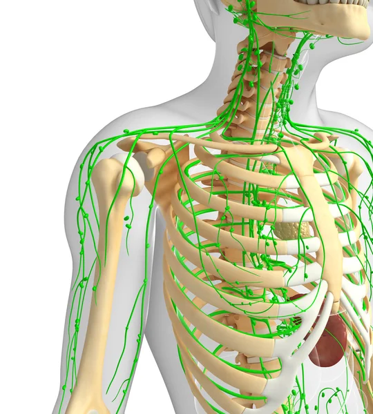 Lymphatic system of Male skeleton artwork — Stock Photo, Image