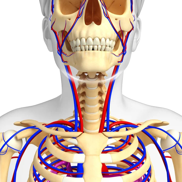 Male skeletal circulatory system — Stock Photo, Image