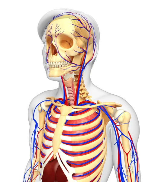 Manliga skelettet och cirkulationssystemet — Stockfoto