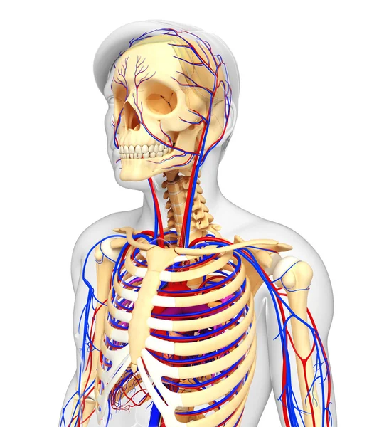 erkek iskelet dolaşım sistemi