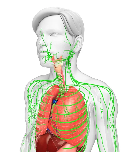 Sistema linfático y digestivo de las ilustraciones corporales masculinas —  Fotos de Stock