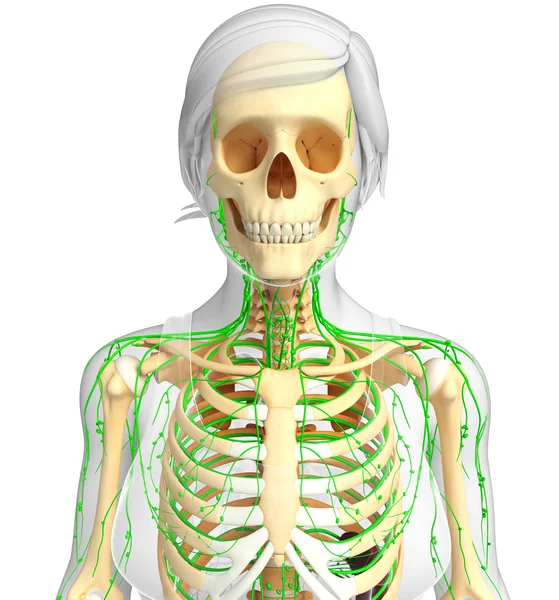 Lenfatik sistem kadın iskelet sanat