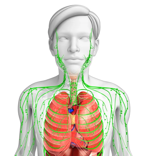 Lenfatik ve sindirim sistemi erkek vücut sanat