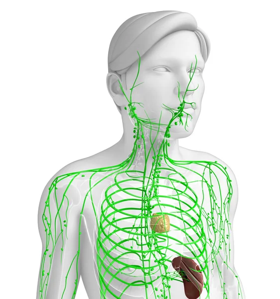 Lymphatic system of male body — Stock Photo, Image