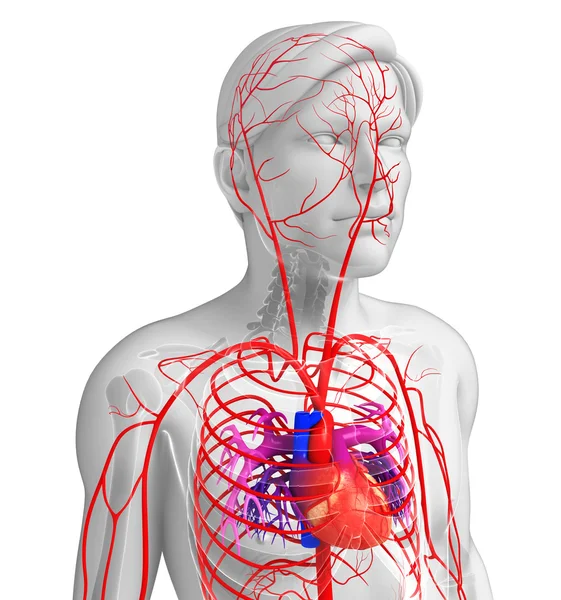 Male arterial system — Stock Photo, Image