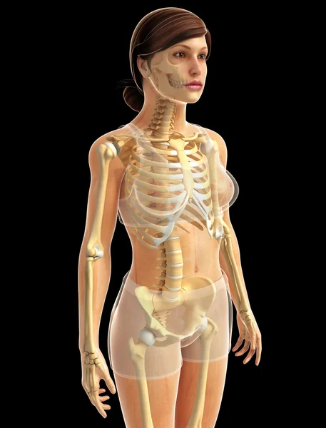 Anatomie des menschlichen Körpers — Stockfoto