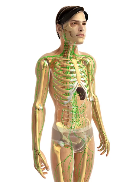 Ανθρώπινο λεμφικό σύστημα — Φωτογραφία Αρχείου