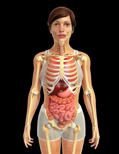 Sistema digestivo humano — Foto de Stock