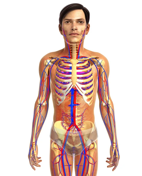 insan kalp anatomisi