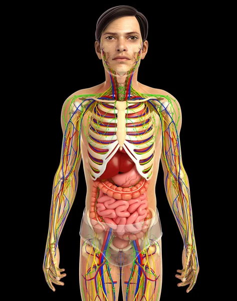 Human digestive system — Stock Photo, Image