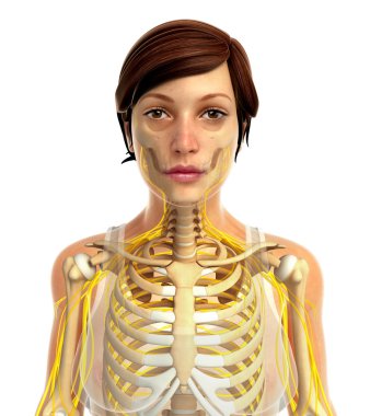 İnsan sinir sistemi sanat