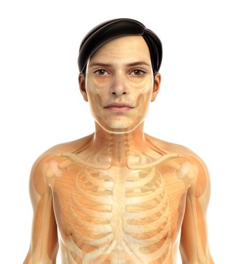 İnsan vücudu anatomisi