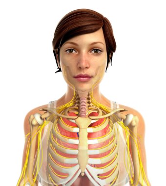 insan solunum sistemi