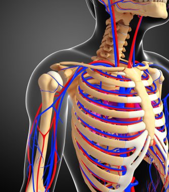 erkek iskelet dolaşım sistemi