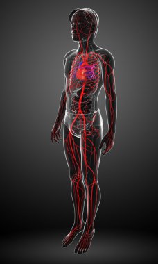 Erkek Arteryel sistemi