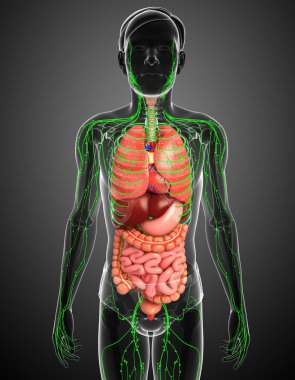 Lenfatik ve sindirim sistemi erkek vücut sanat