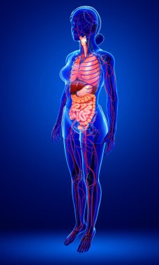 Sindirim ve dolaşım sistemi kadın bedeni