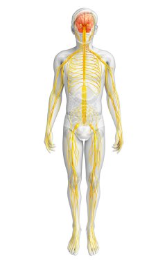 Erkek sinir sistemi sanat