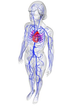 insan kalp anatomisi