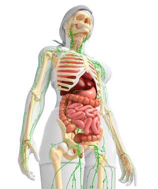 Lenfatik, iskelet ve sindirim sistemi kadın bedeni sanat