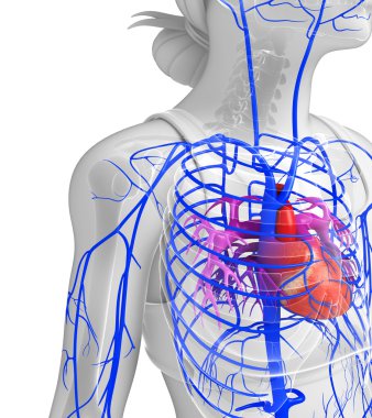 insan kalp anatomisi