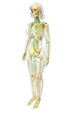 Lenfatik sistem kadın iskelet sanat