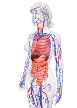 Sindirim ve dolaşım sistemi kadın bedeni