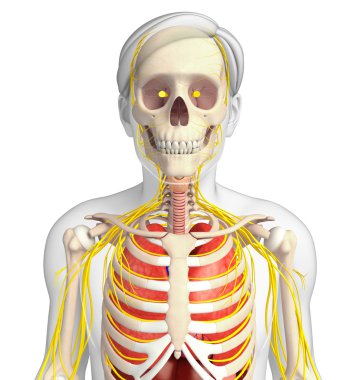Erkek iskelet sinir ve sindirim sistemi resimler
