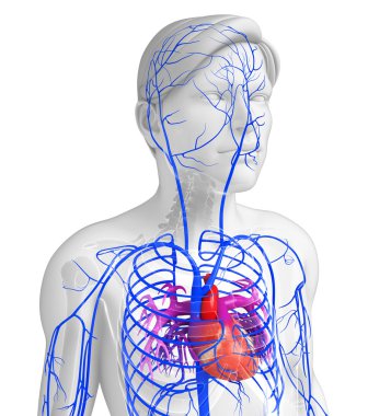 insan kalp anatomisi