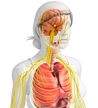 Sinir ve sindirim sistemi sanat kadın bedeni