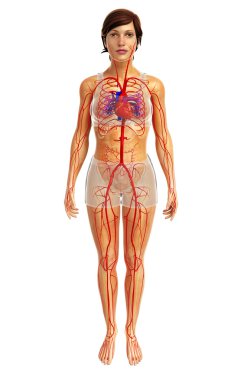 insan kalp anatomisi