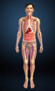 İnsan sindirim sistemi